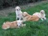 of.golden .garden