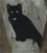 sos-katzen-family