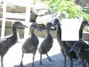vom Neckarstrand