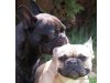von den Diggy Dogs