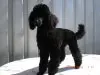 vpom Dogpalace
