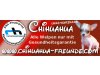 www.chihuahua-freunde.com