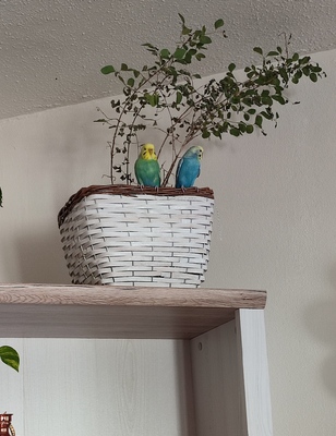 Adam & Eva, Wellensittich - männlich