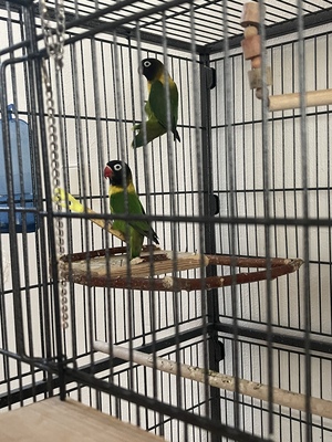 Agaporniden Zuchtpärchen, Schwarzköpfchen - weiblich