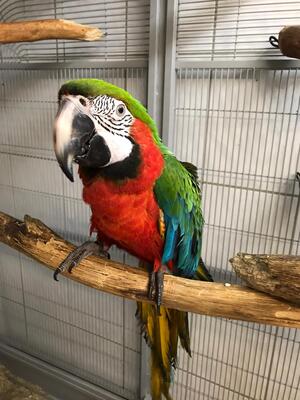 Ara Jungtier - männlich