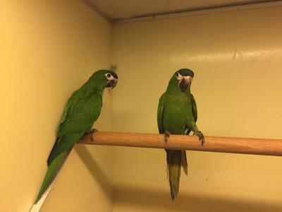 Ara Jungtier - weiblich