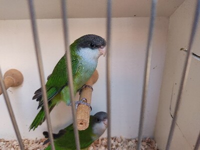 Aymarasittich Jungtier - männlich