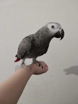 Balu, Graupapagei - männlich