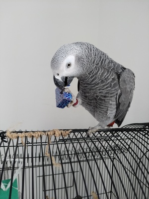 Balu, Graupapagei - männlich