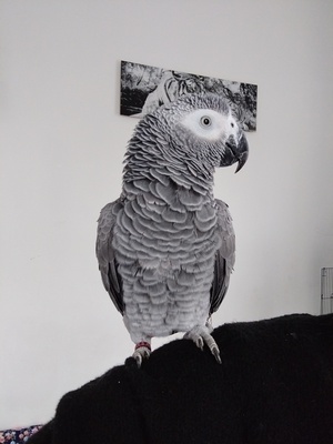 Balu, Graupapagei - männlich