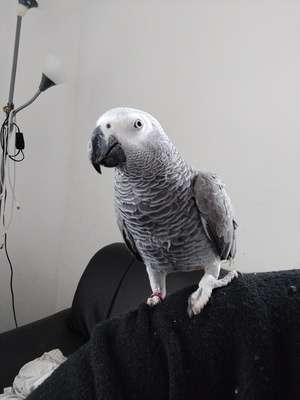 Balu, Graupapagei - männlich