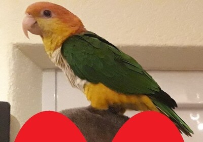 Beauty, Rostkappenpapagei - weiblich