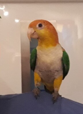 Bella, Rostkappenpapagei - weiblich