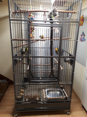 Bella, Rostkappenpapagei - weiblich