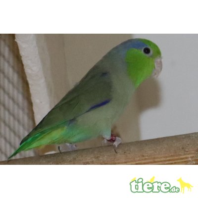 Blaunacken-Sperlingspapagei