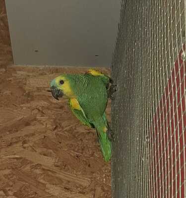 Blaustirnamazone Jungtier - männlich