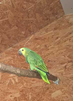 Blaustirnamazone Jungtier - männlich