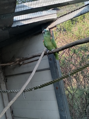 Blaustirnamazone - männlich