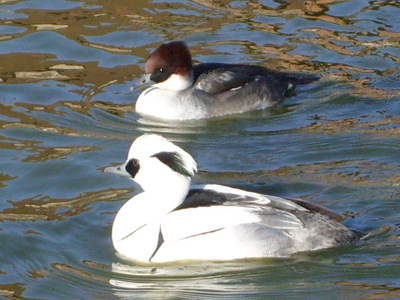 Büffelkopfenten, Tafelenten, Zwergsäger, Zierenten Jungtier - unbekannt