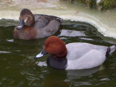 Büffelkopfenten, Tafelenten, Zwergsäger, Zierenten Jungtier - unbekannt