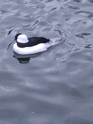 Büffelkopfenten, Tafelenten, Zwergsäger, Zierenten Jungtier - unbekannt