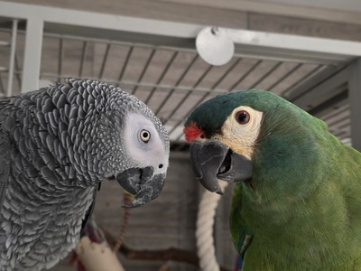 Charly und Carlos (Graupapagei und Rotrückenara), Graupapagei - männlich