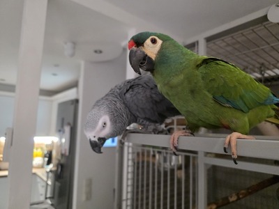 Charly und Carlos (Graupapagei und Rotrückenara), Graupapagei - männlich
