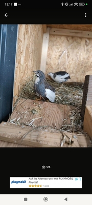 Chin. Zwergwachtel - unbekannt