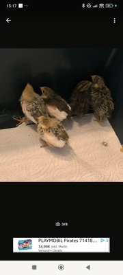 Chin. Zwergwachtel - unbekannt