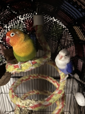 Ciko&Cikita, Unzertrennliche - unbekannt