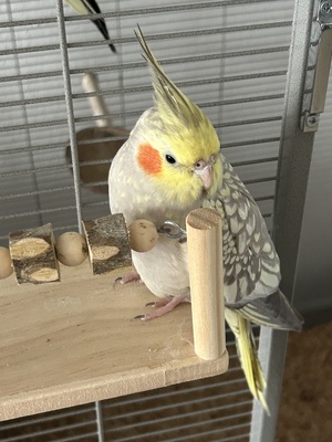 Coco und Cookie, Nymphensittich - männlich