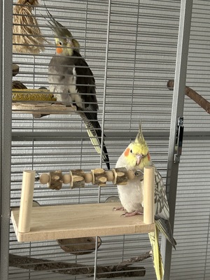 Coco und Cookie, Nymphensittich - männlich