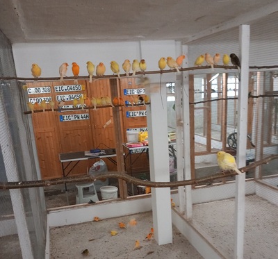 Farbkanarien, Farbkanarien Jungtier - unbekannt