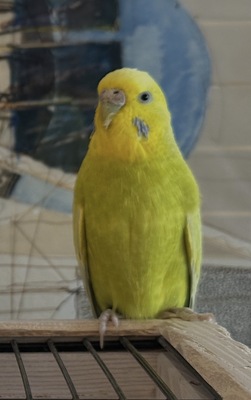 Fibie
