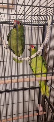 Fiona und Finn, Gelbstirn Amazone Jungtier - männlich