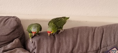 Fiona und Finn, Gelbstirn Amazone Jungtier - männlich