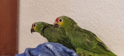 Fiona und Finn, Gelbstirn Amazone Jungtier - männlich