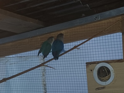 Fischeri, Pfirsichköpfchen Jungtier - unbekannt