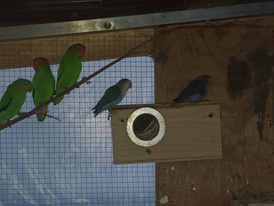 Fischeri, Pfirsichköpfchen Jungtier - unbekannt