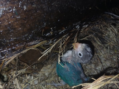 Fischeri, Pfirsichköpfchen Jungtier - unbekannt