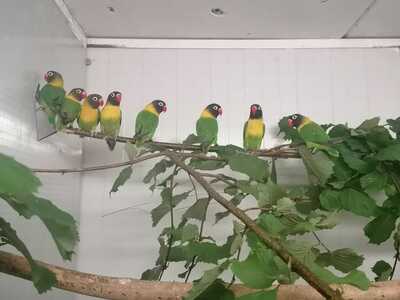 Fraungruber, Schwarzköpfchen - unbekannt