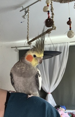 Freddy, Nymphensittich - männlich