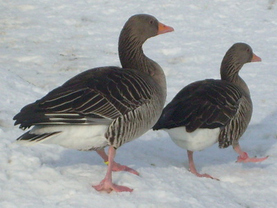Graugänse Jungtier - unbekannt