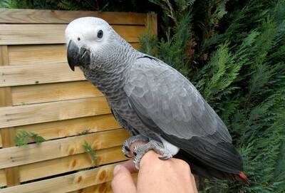 Graupapagei Jungtier - männlich