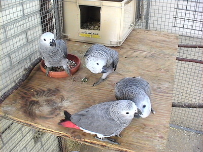 Graupapagei Jungtier - weiblich