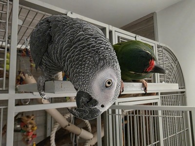 Graupapagei - männlich