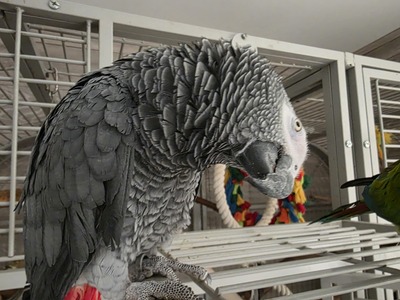 Graupapagei - männlich