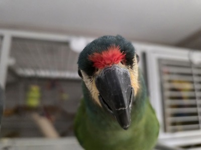 Graupapagei - männlich