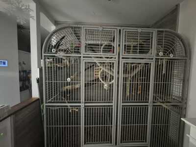 Graupapagei - männlich