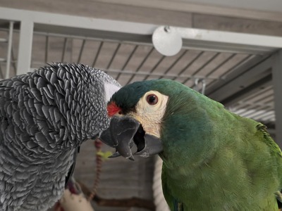 Graupapagei - männlich